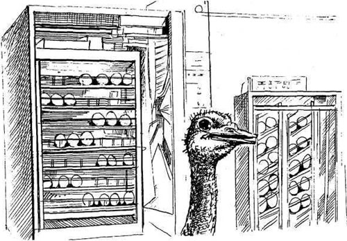 Инкубаторы для яиц страусов