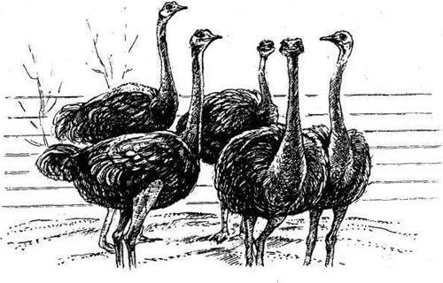 Разновидности африканского страуса