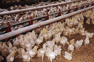 Технология производства мяса сельскохозяйственных птиц